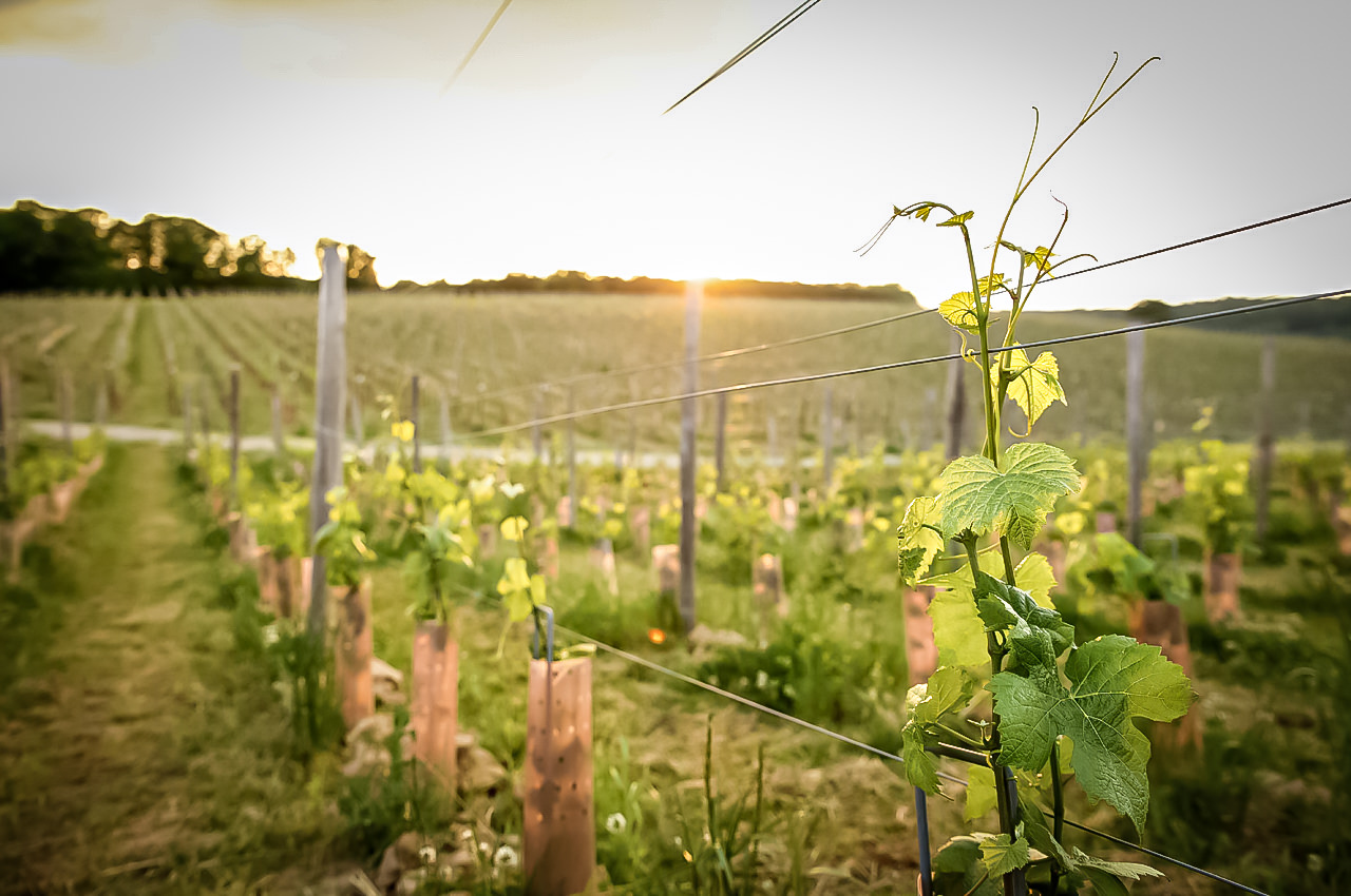 vignoble du chateau de bousval