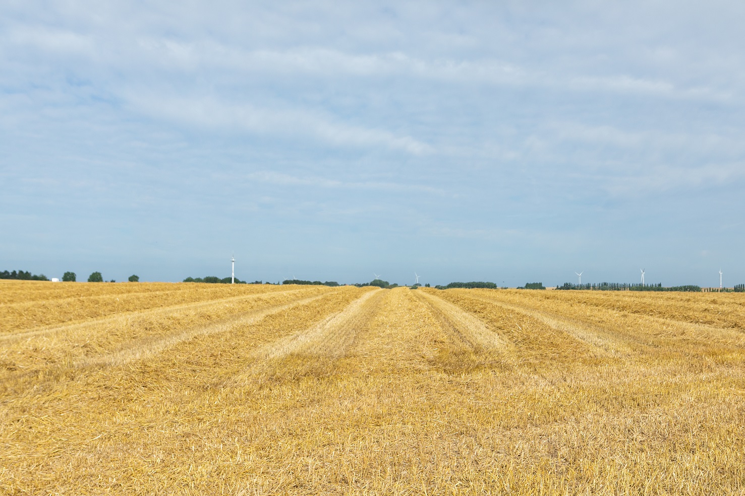 Paysage en Hesbaye brabançonne