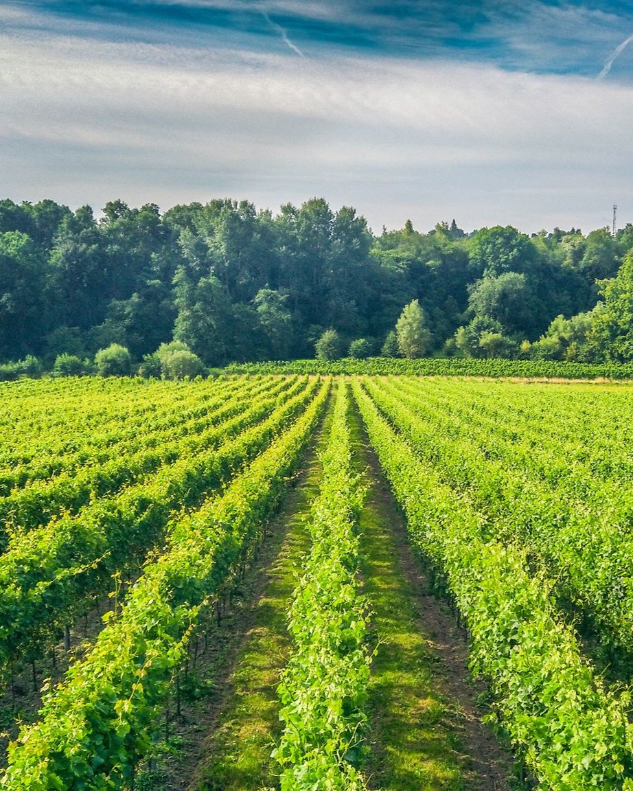 domaine du chapitre vignes