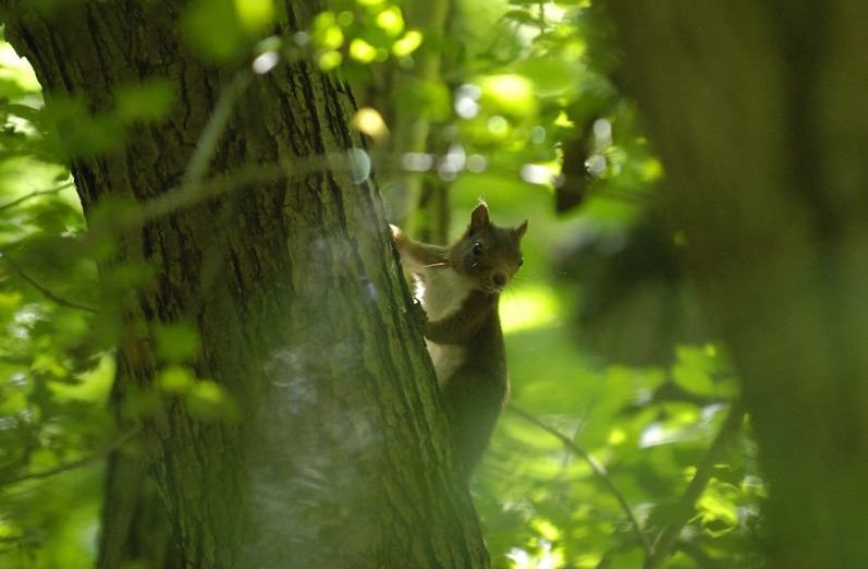 Ecureuil dans un arbre au Bois des Rêves