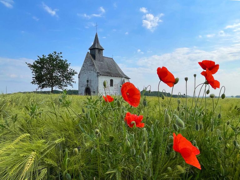 Coquelicots devant la Chapelle du Try au Chêne