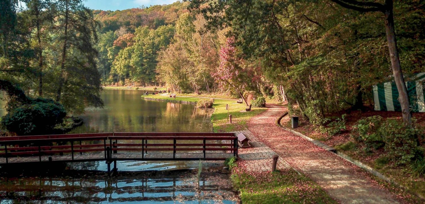 Bois des Rêves en automne