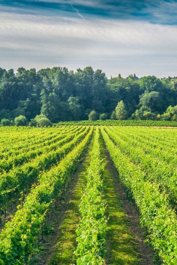 domaine du chapitre vignes