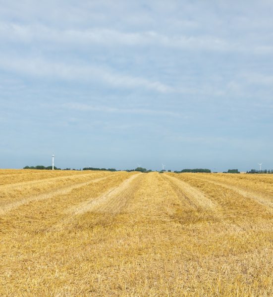 Paysage en Hesbaye brabançonne