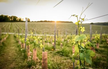 vignoble du chateau de bousval